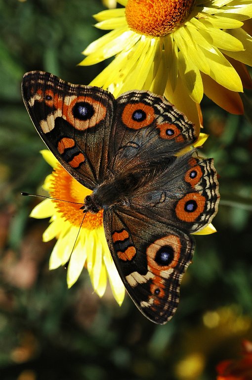 113 Meadow Argus, 2008-01296180 Canberra, AU.JPG - Meadow Argus (Delias harpalyce). Butterfly. Australian National Botanic Gardens, Canberra, AU, 1-29-2008